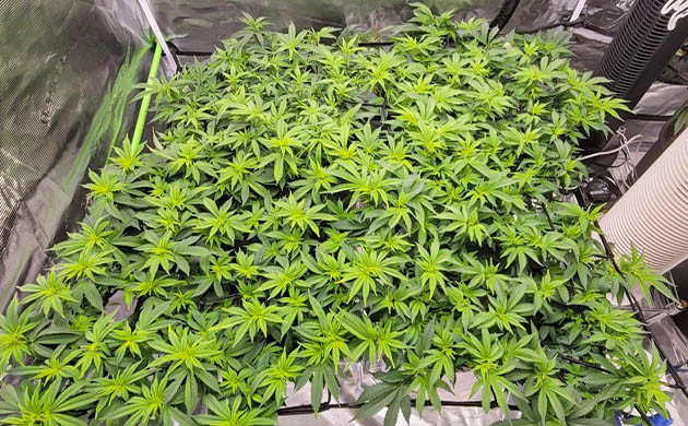 Повторная дефолиация на 8 неделе выращивания Куст после повторной дефолиации