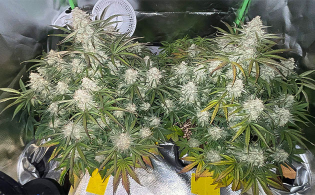 Изменение режима полива Apollo F1 Auto