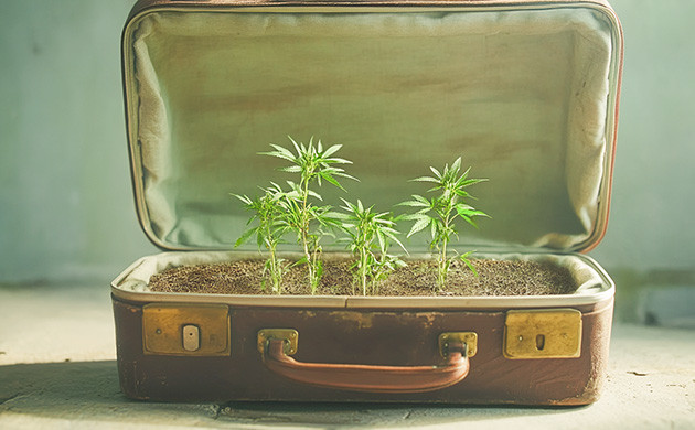 Происхождение сорта марихуаны Skunk