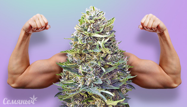 Конопля и мышцы