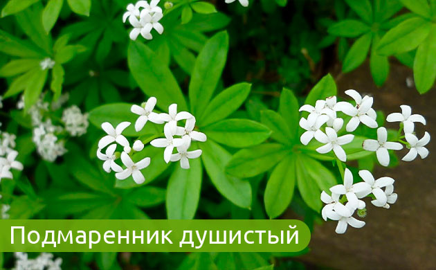 Подмаренник: аромат сена и ванили