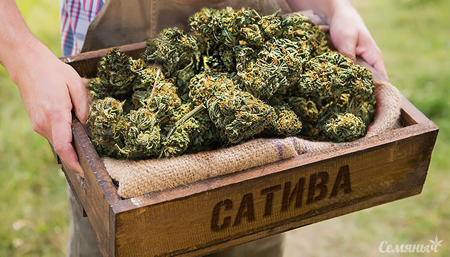 Урожайная сатива