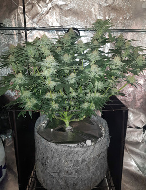 Куст с большими шишками