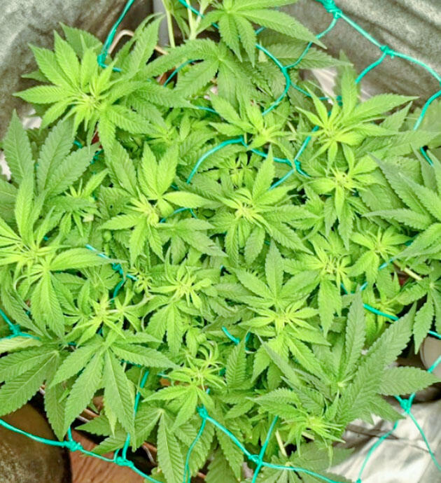 Активное цветение конопли и заполнение сетки Марихуана под сеткой ScrOG