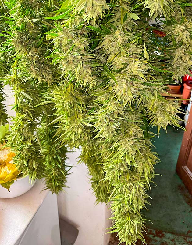 Сбор урожая Bruce Banner #3