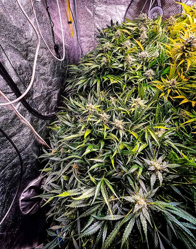 Сбор урожая Auto Cinderella Jack Сбор урожая с кустов Auto Cinderella Jack