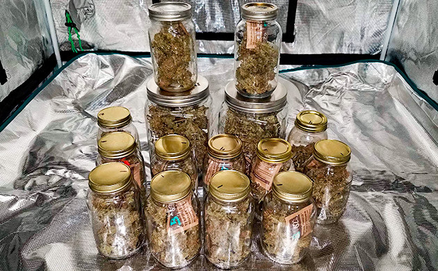 впечатление от сорта Gelato Auto