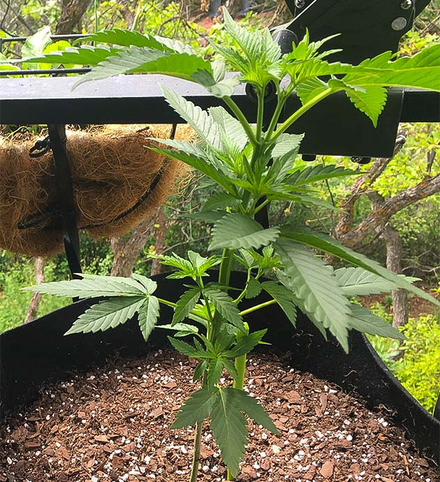 Уход за Blueberry X на начальном этапе