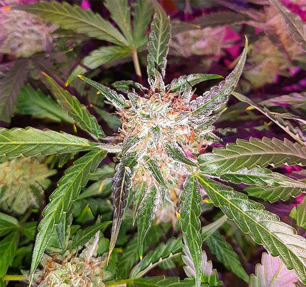 Подготовка к харву Bruce Banner Auto