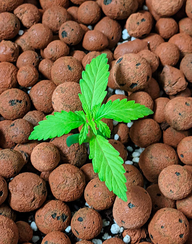 Гроурепорт Gorilla Glue Auto