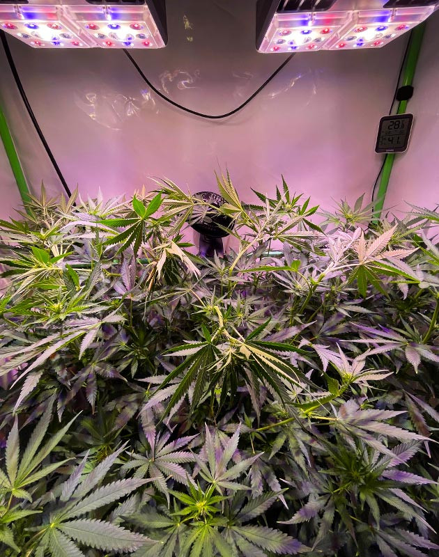 Подгиб ветвей высокого куста