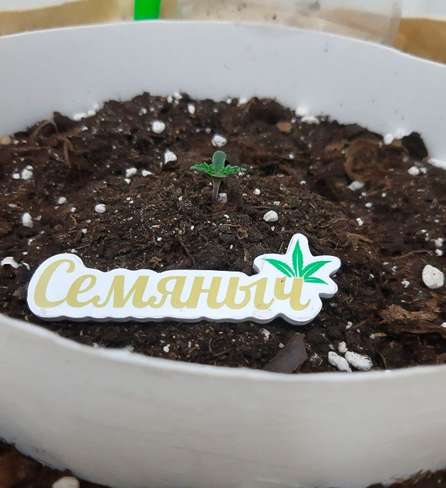 Персональная лампа для Critical Orange Punch Auto Первые дни Critical Orange Punch Auto