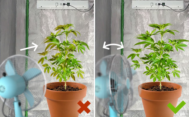 как расположить вентилятор, чтобы не обжечь коноплю Как правильно устроить обдув конопли