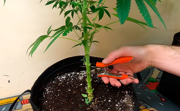 Инструкция тренировки в технике лоллипоппинг, шаг 2