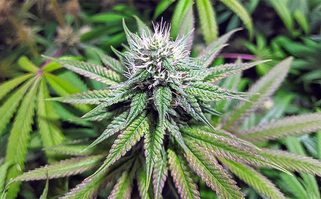 Влажность и жара не помеха