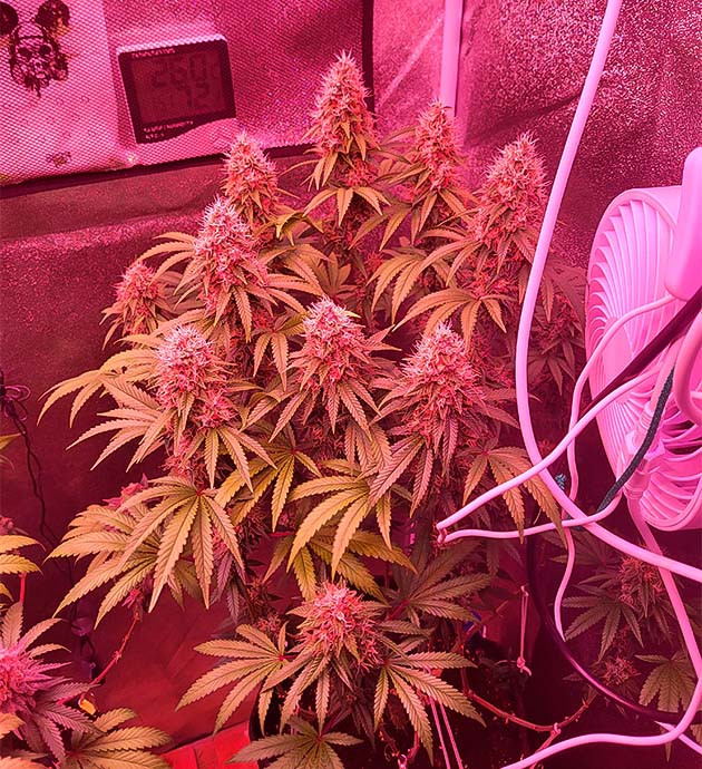 Набор шишек и трихом Соцветия Jungle Breath от сидбанка 7CH American на 13 неделе