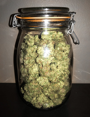 Харвест сорта марихуаны + Speed Auto