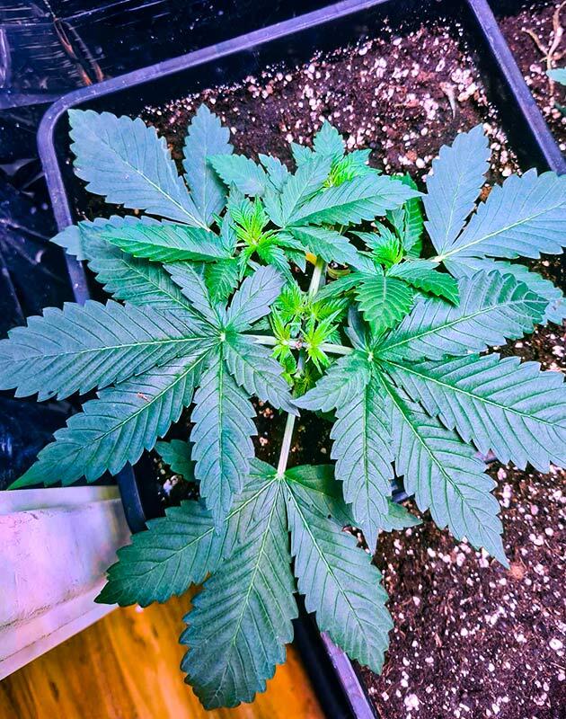 Топпинг марихуаны Конопля Tropicana Cookies FF на ранней вегетации