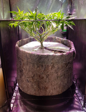 Pineapple Chunk в гроубоксе