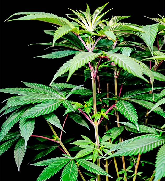 Перевод на цветение куста Sweet Cherry Pie Стимуляция цветения куста Sweet Cherry Pie