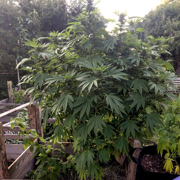 Появление и набор массы шишек Формирование шишек