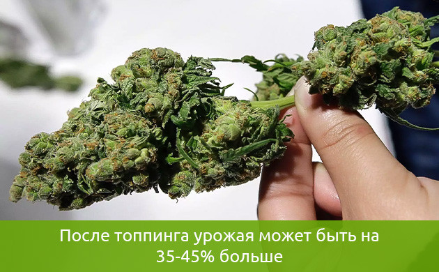 Увеличение урожая после топпинга Урожай увеличился на 45%