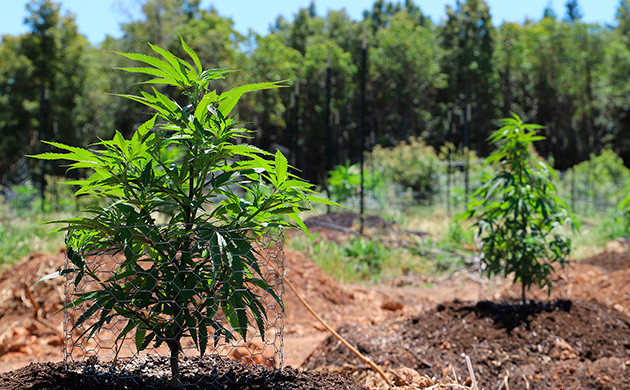 Выращивание автоцветущих сортов на улице Выращивание автоцветов на улице