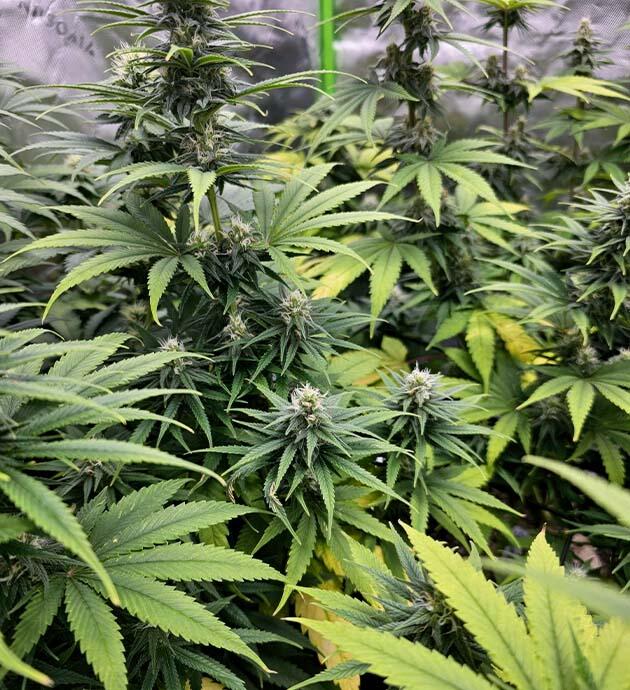 Куст Apple Betty на 11 неделе выращивания