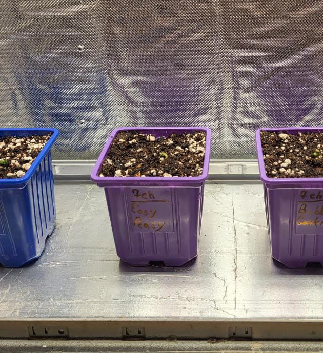 Пересадка ростков в горшки