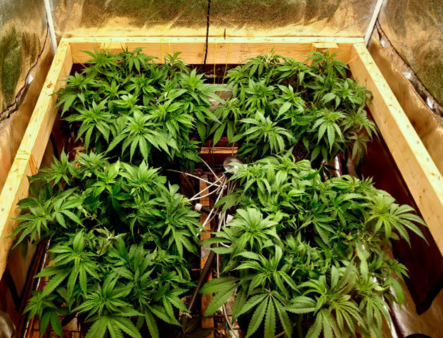 Кусты на 9 и 10 неделях выращивания