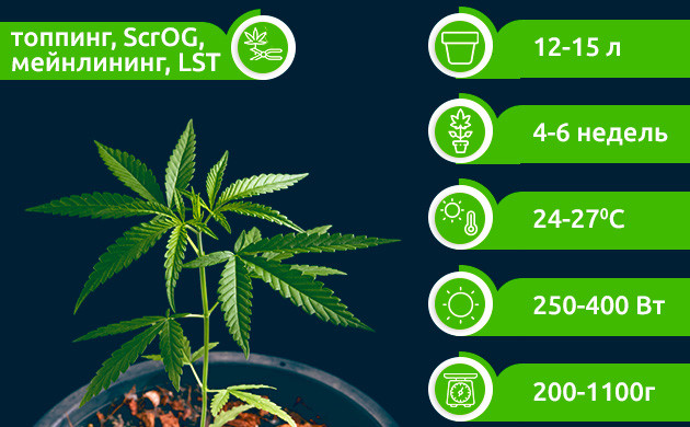 Выращивание OG Kush в закрытых помещениях Тренировки для OG Kush в индоре