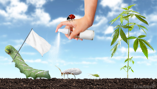 Обработка плантации от вредителей