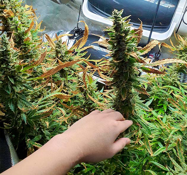 Большие шишки с сухими листьями от ожогов