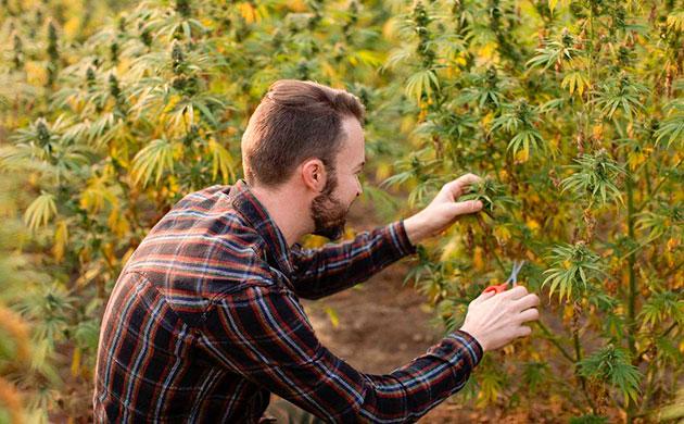 Растение конопли рудералис в естественной форме