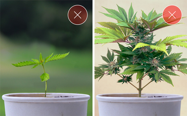 Выбор времени для пересадки марихуаны