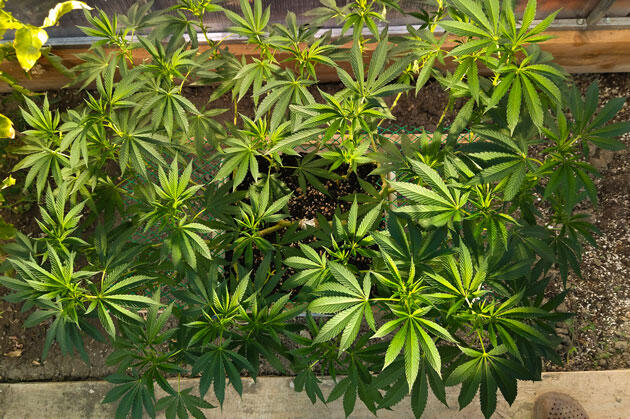 Здоровый каннабис с сочной листвой в аутдоре