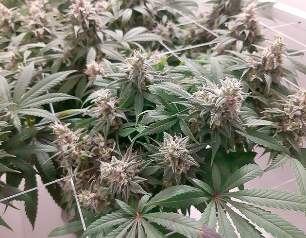 Развитие куста Glue Sherbet на цветении Как выращивать сорт конопли Glue Sherbet