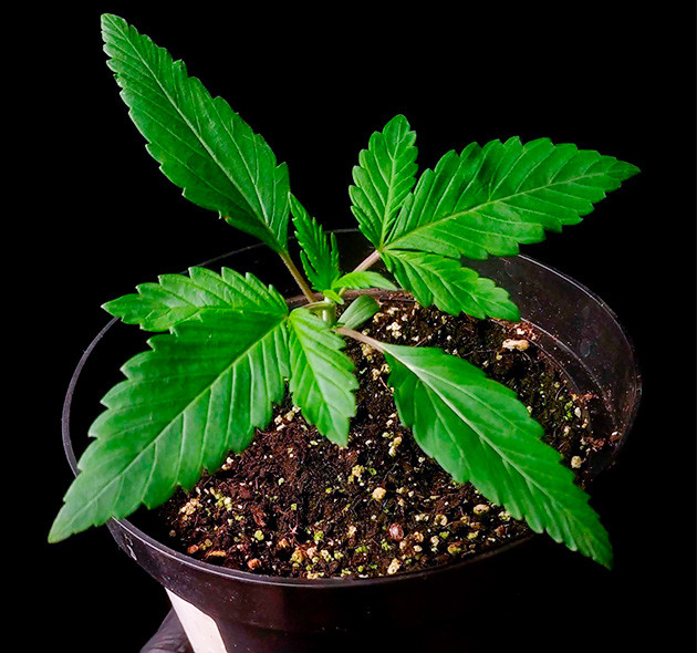 Sweet Cherry Pie дневник по выращиванию Гроурепорт сорта Sweet Cherry Pie