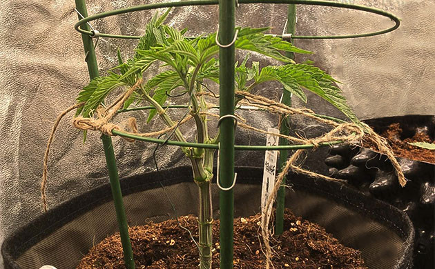 Растяжка ветвей в разные стороны