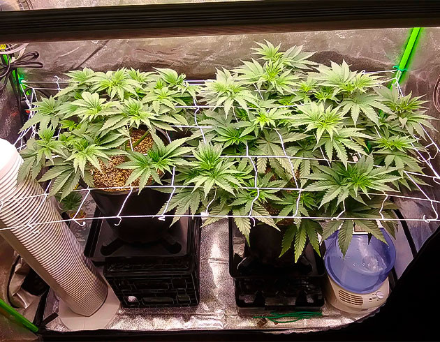 Куст Ethos Cookies R2 на 7 неделе выращивания