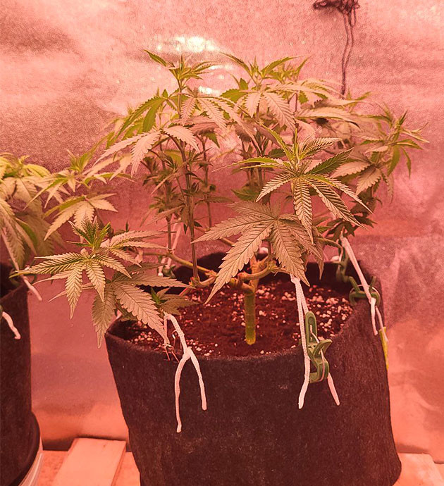 Подготовка к фазе цветения Куст Jungle Breath от сидбанка 7CH American ростом 37 см