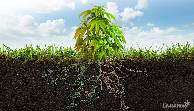 Болезни корней конопли: причины, симптомы и лечение