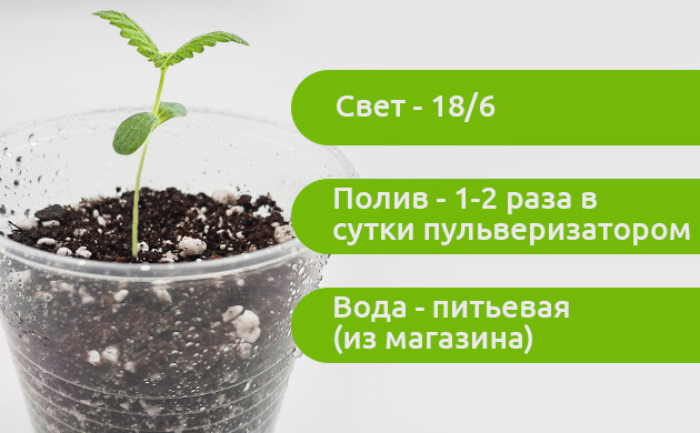 Уход за ростком в первые дни жизни Условия по уходу за коноплей после проращивания
