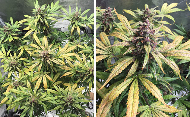 Каннабис перед харвестом