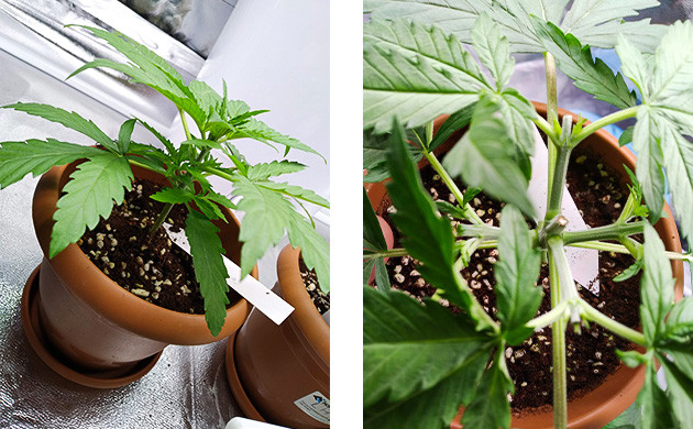 Топпинг на второй неделе выращивания Куст до и после топпинга