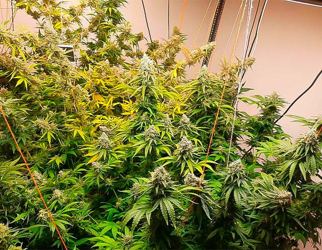 Промывка каннабиса Кусты Persian Pie от Green House Seeds на последних неделях выращивания