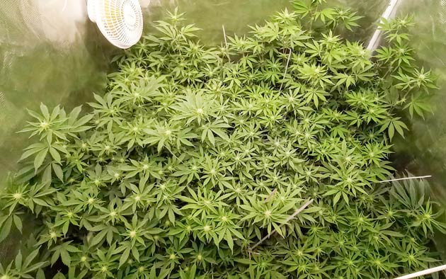 HighCloudZ: кусты достигают 75 см