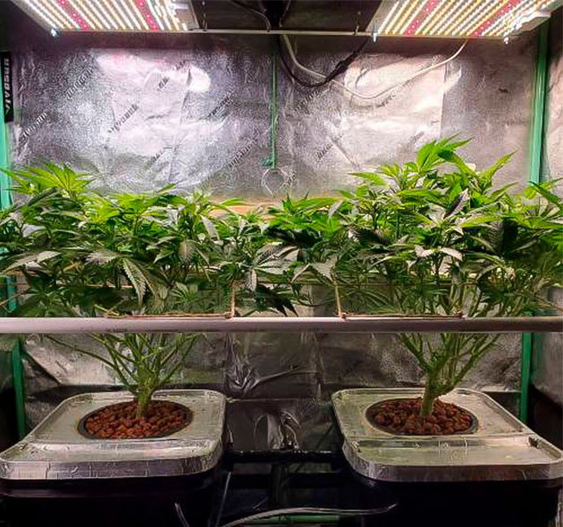 Перевод конопли в световой цикл цветения 5 неделя роста Apple Betty