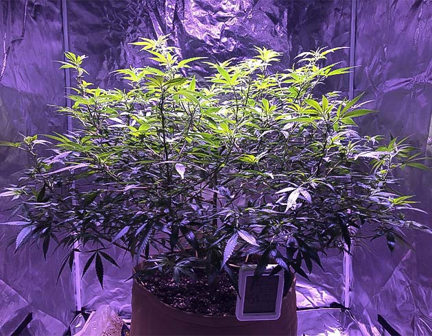 Постепенное сокращение светового дня Blueberry Muffin: начало цветения