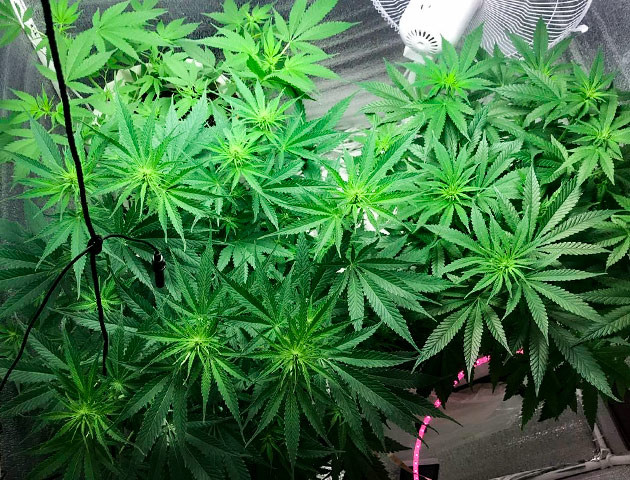 Перевод на цветение куста LSD Стимуляция цветения куста LSD